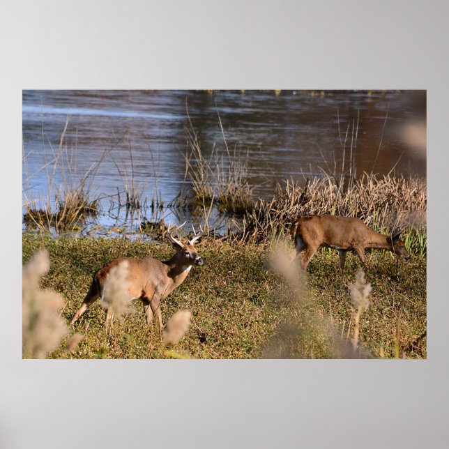 Poster de Whitetail Buck et Doe (Devant)