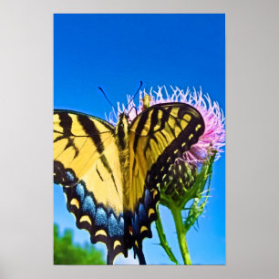 Poster de Wings of Love