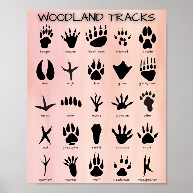 Poster de Woodland Tracks (Devant)