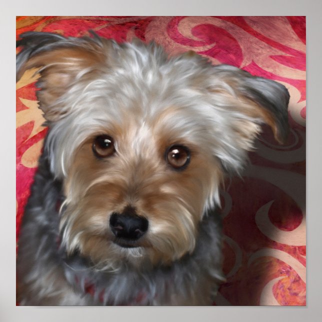 Poster de Yorkie Terrier (Devant)