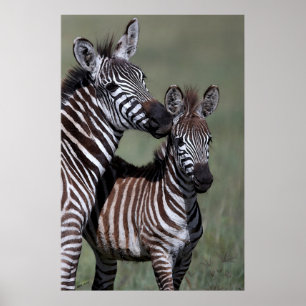 Poster de Zebra African Wildlife