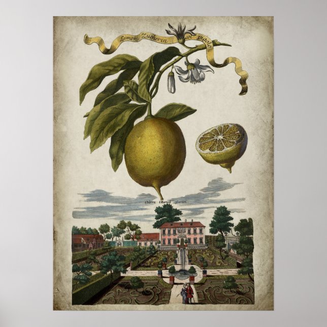 Poster Décor baroque Volkamer Lemon (Devant)