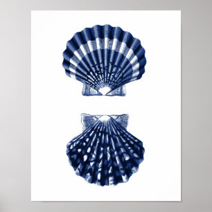 Poster Décor de plage de Clam Shells Navy