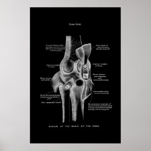 Poster Décor Médicale de l'anatomie articulaire du genou