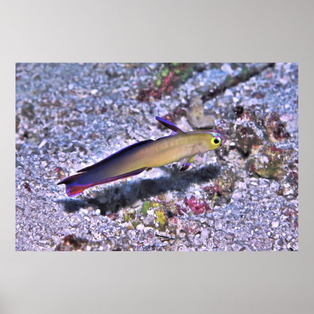 Poster Décoré Dart Goby (Devant)