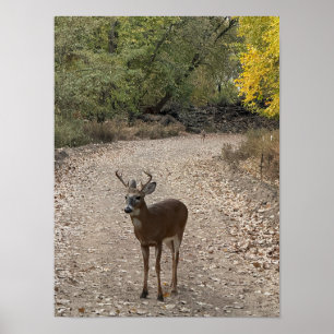 Poster "Dee on Trail"