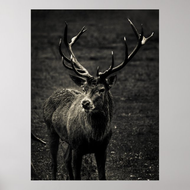 POSTER DEER 12 (Devant)