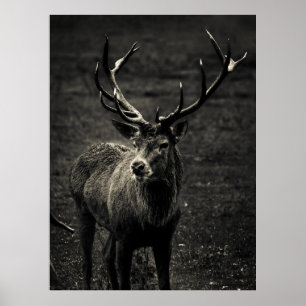 POSTER DEER 12 POINT BUCK
