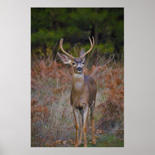 Poster Deer 3- Tu me reproches !