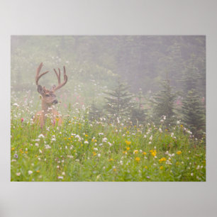 Poster Deer Buck Parc national du Mont Rainier