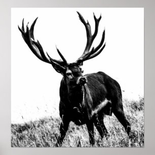 Poster Deer in heat