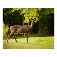 Deer sur le terrain de golf