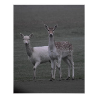 Poster Deers