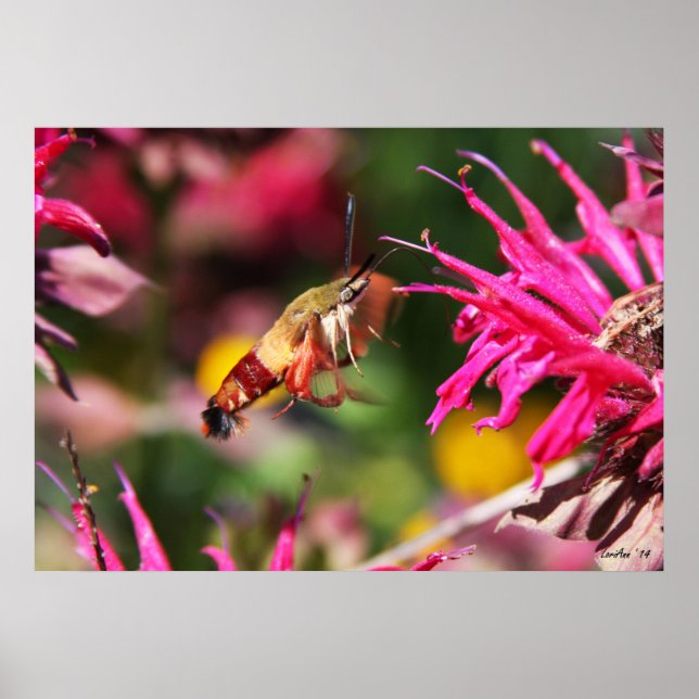 Poster Défrichement des colibris et baume des abeilles 2 (Devant)