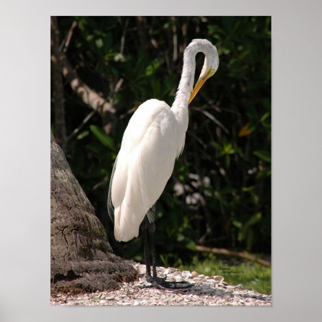 Poster d'Elegant Egret bird blanc (Devant)