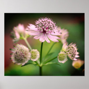 Poster Delicate Flowers