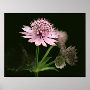 Poster Delicate Flowers