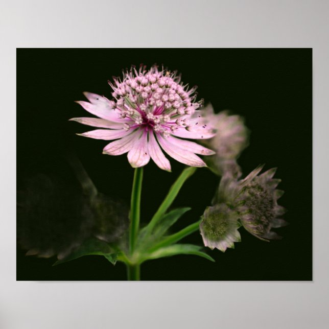 Poster Delicate Flowers (Devant)