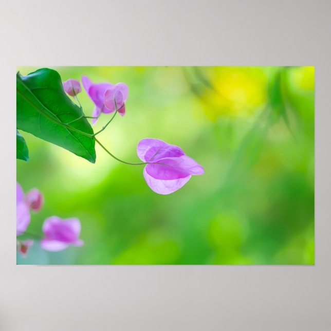 Poster Delicate Purple Bougainvillea (Devant)