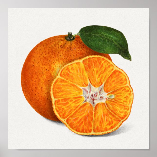 Poster Délicieuse peinture à la mandarine orange (Devant)