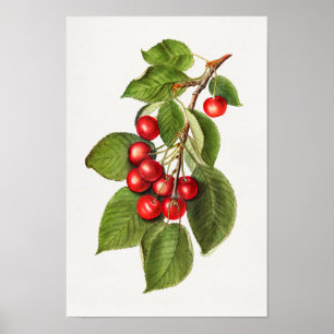 Poster Délicieux cerises rouges Fruit aquarelle peinture