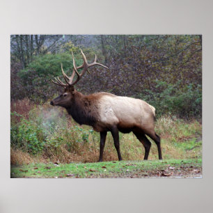 Poster d'Elk