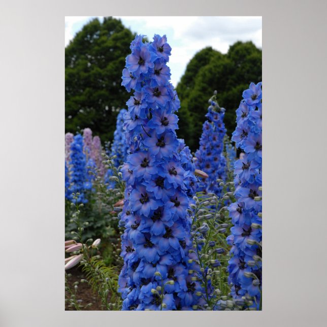 Poster Delphinium (Devant)