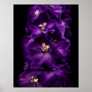 Poster Delphinium vintage pourpre