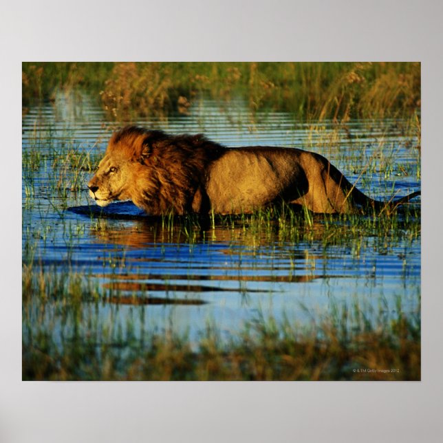 Poster Delta de l'Okavango, Botswana 3 (Devant)