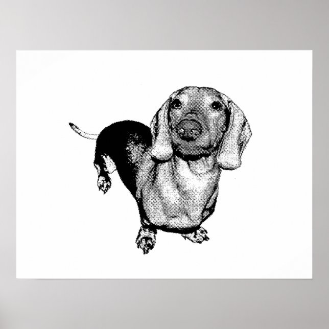 Poster Demi-ton noir et blanc photo Dachsund Doxie (Devant)