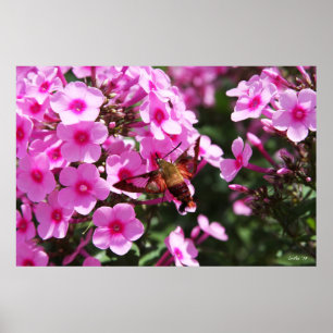 Poster Déminage des colibris et Phlox 2
