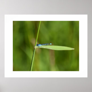 Poster Demoiselle