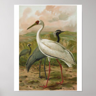 Poster Demoiselle et oiseau sibérien de cru de grues