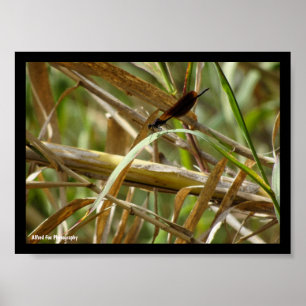 Poster Demoiselle parmi le bambou