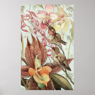 Poster Démoulage Catasetum et Cypripediums