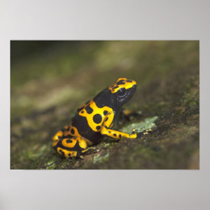 Poster Dendrobate à bandes jaunes Dendrobates