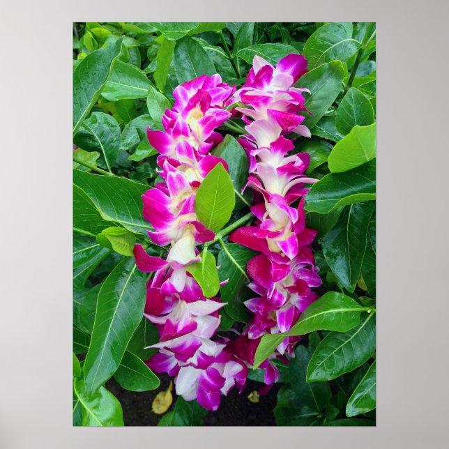 Poster Dendrobium Orchid Lei (Devant)