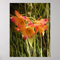 Poster, Dendrobium Orchideen Orange und Rosa