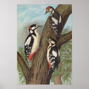 Poster Dendrocopus major par Johann Friedrich Naumann