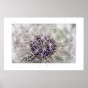 Poster Dent de lion