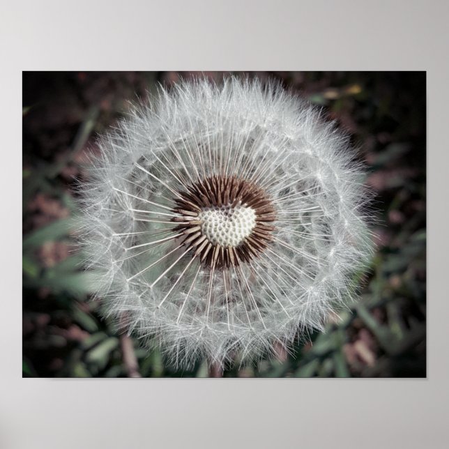 Poster Dent de lion (Devant)