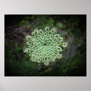 Poster dentelle de la reine Anne,