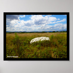 Poster Dentelle sauvage dans la prairie