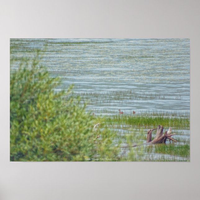 Poster Déplacement délicat (Devant)