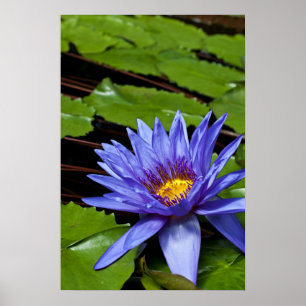 Poster der tropischen Wasserlilie