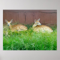 Poster der Weißen Hirsche