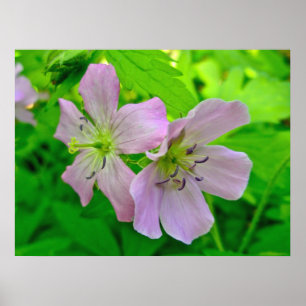 Poster der Wild-Geranium-Serie