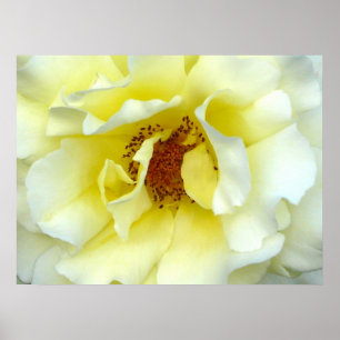 Poster Dernier Rose d'été