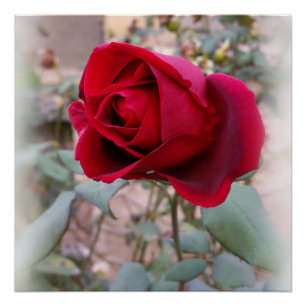 Poster dernière rose rouge