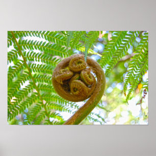 Poster Déroulement d'une fronde de fougère arborescente h